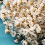 Damskie kolczyki srebrne wiszące na biglu otwartym z celebrytka w kształcie kwiatka wśród kwiatów suszonych.