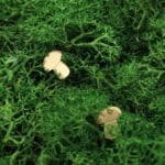 jesienne kolczyki na sztyfcie grzybek srebrne pozłacane