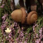 kolczyki sztyft liść klonu minimalistyczne pozłacane srebrne eleganckie i minimalistyczne kolczyki liść klonu srebrne pozłacane